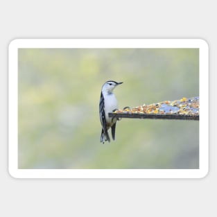 Nuthatch Sticker